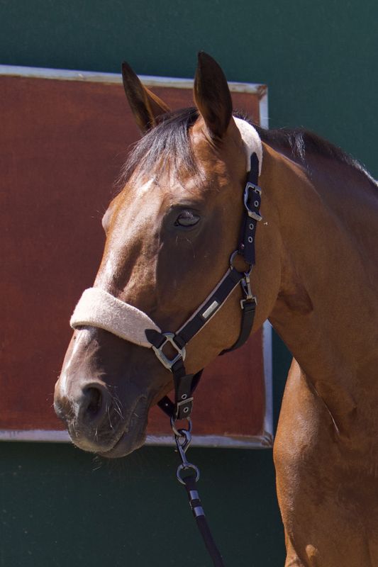 KLAudrey Halter And Rope